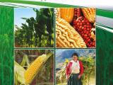 Libro: Regional Assessment – LA. Maize situation in Latin America: Outlook and investment&nbsp;opportunities